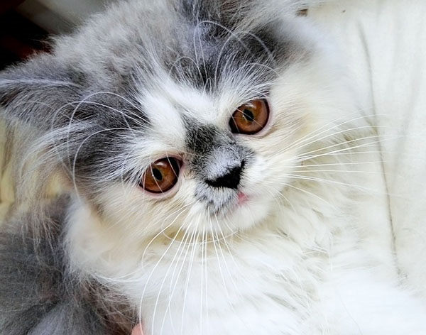 tipos gato persa bicolor