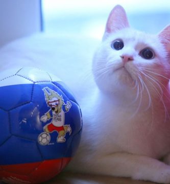 gato predice resultados mundial de futbol