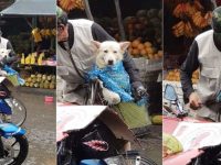 hombre protege a su perro de la
