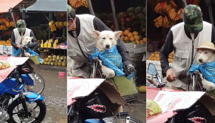 hombre protege a su perro de la