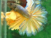 porque mi pez betta hace burbujas