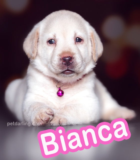 nombres para perritas italianos