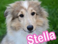 nombres italianos para perritas