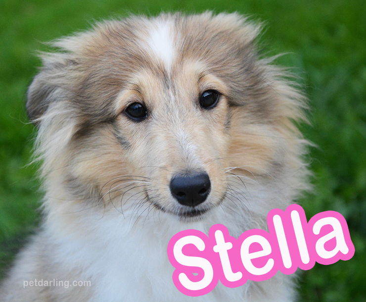 nombres italianos para perritas