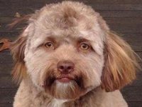 perro con cara de hombre