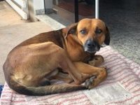 brasil perro espera puerta del hospital