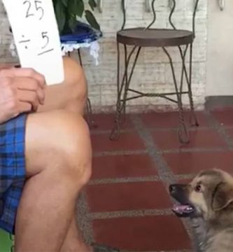 perro sabe matematicas