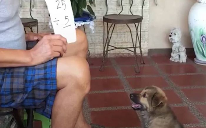 perro sabe matematicas