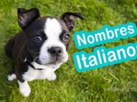 nombres para perros en italiano