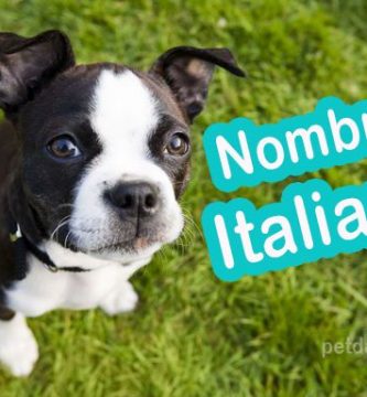 nombres para perros en italiano
