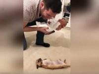 perro conoce bebé por primera vez