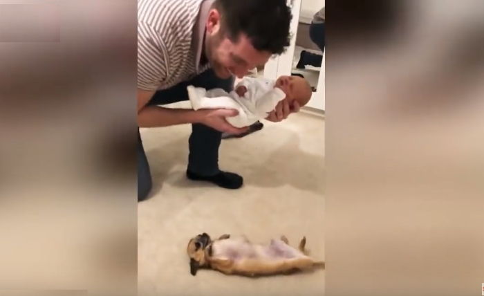 perro conoce bebé por primera vez