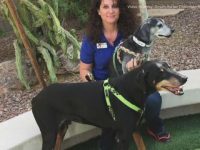 adoptan dos perros ancianos separados al ser abandonados