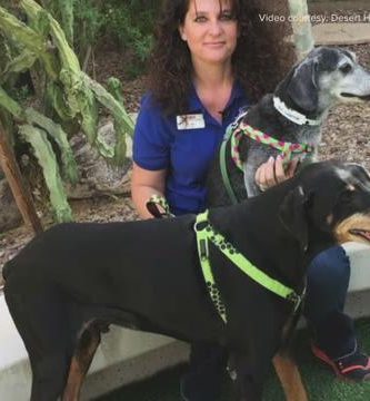 adoptan dos perros ancianos separados al ser abandonados