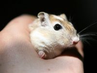 llegada del hamster a casa