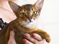 como coger a un gato asustadizo