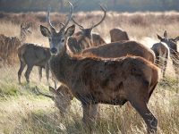 perros y drones para pastores