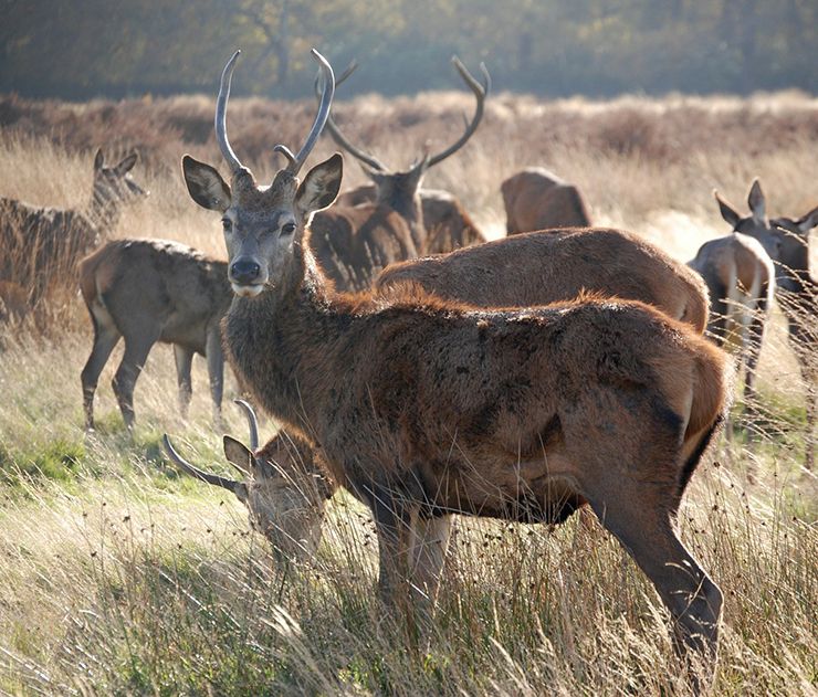 perros y drones para pastores