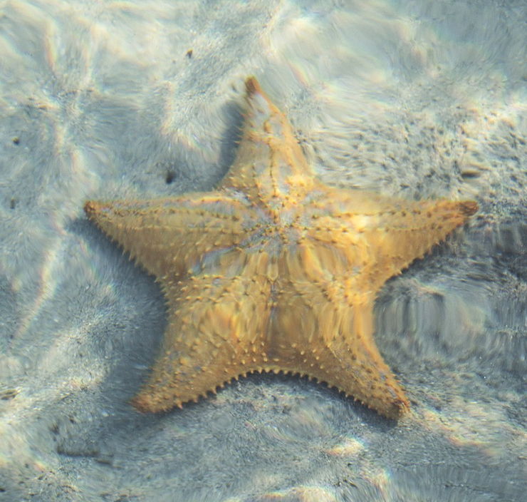 que es una estrella de mar