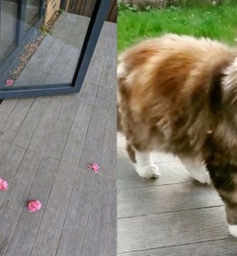 gato regala flores