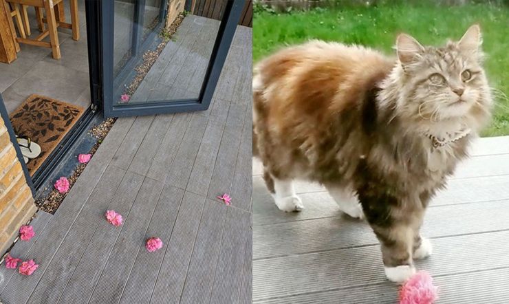 gato regala flores