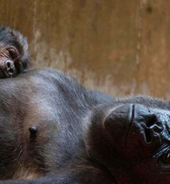 gorila besa a su hijo recién nacido
