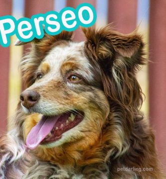 nombres para perros en griego