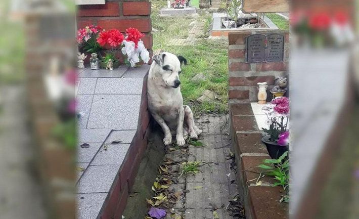 perro espera en la tumba de su dueño en boulogne