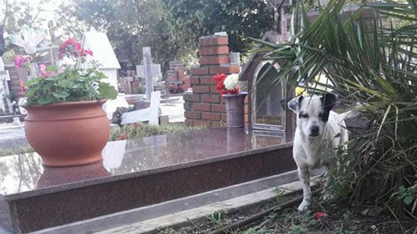 perro en la tumba de su dueño en cementerio de boulogne