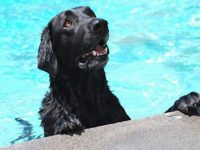 perro se tira a una piscina para salvar otro perro