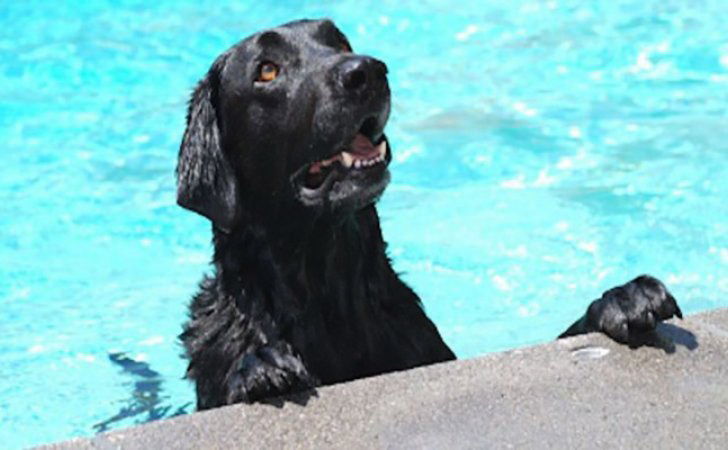perro se tira a una piscina para salvar otro perro