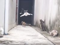 videos de gatos divertidos