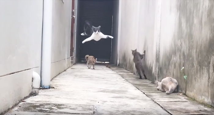 videos de gatos divertidos