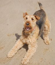 Perros Airedale Terrier | Todo sobre esta raza