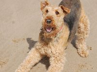 airedale terrier