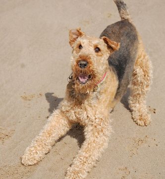 airedale terrier