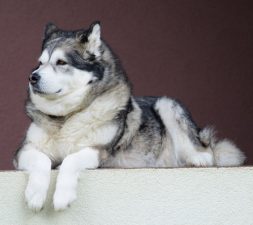 Alaskan Malamute