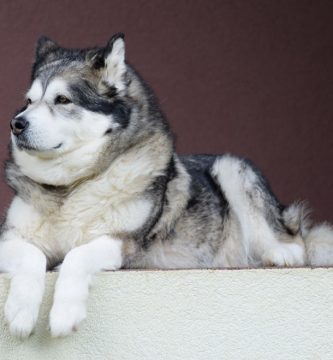 perros alaskan malamute