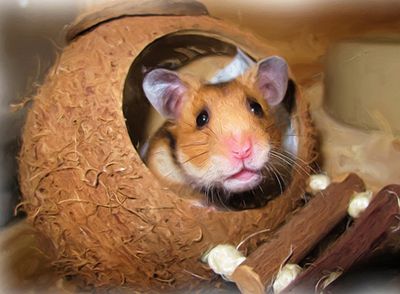 casitas para hamsters