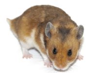 como cuidar hamsters