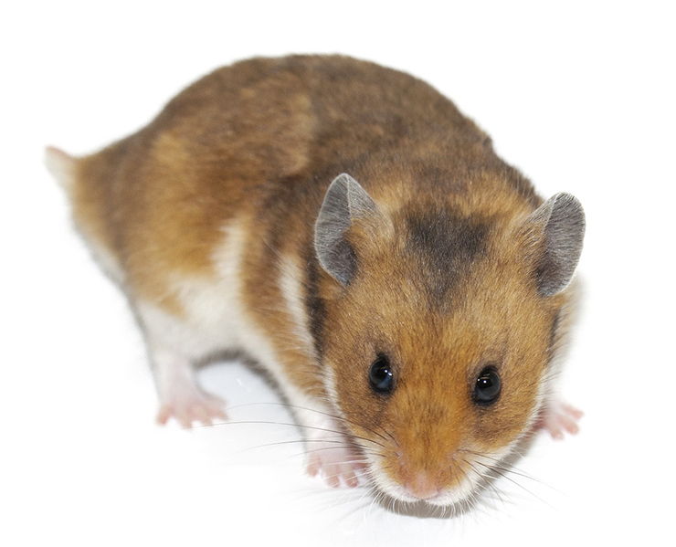 como cuidar hamsters