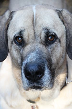 imagenes de perros mastín