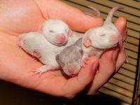 cuantas crías tienen las ratas