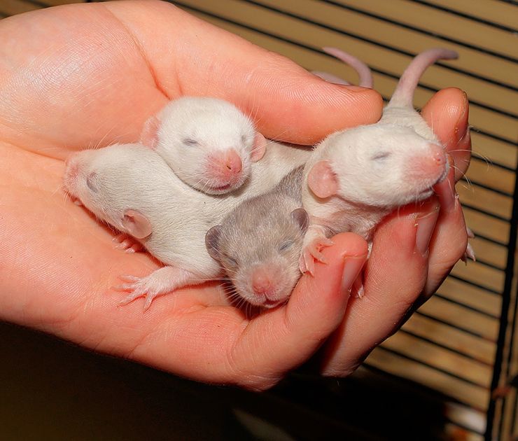 cuantas crías tienen las ratas