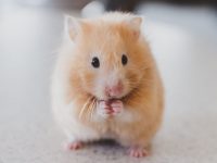 cuantos años vive un hamster