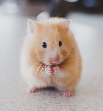 cuantos años vive un hamster