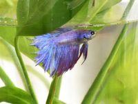 longevidad pez betta