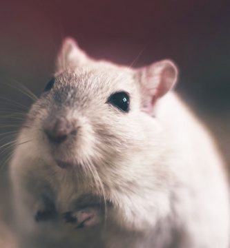 cuantos años vive una rata