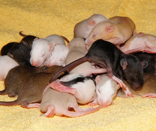 cuantas crías tiene una rata