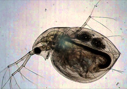 alimento vivo para peces betta